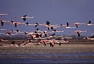 Fenicottero rosa schiusa Sicilia